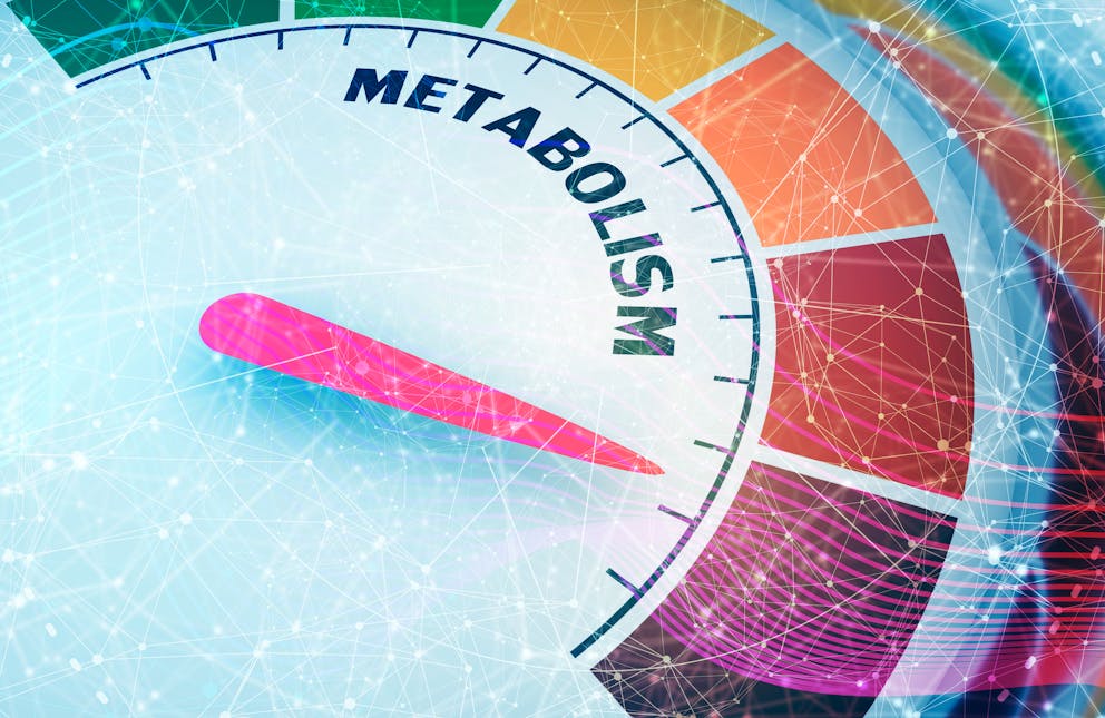 Metabolic rate illustration
