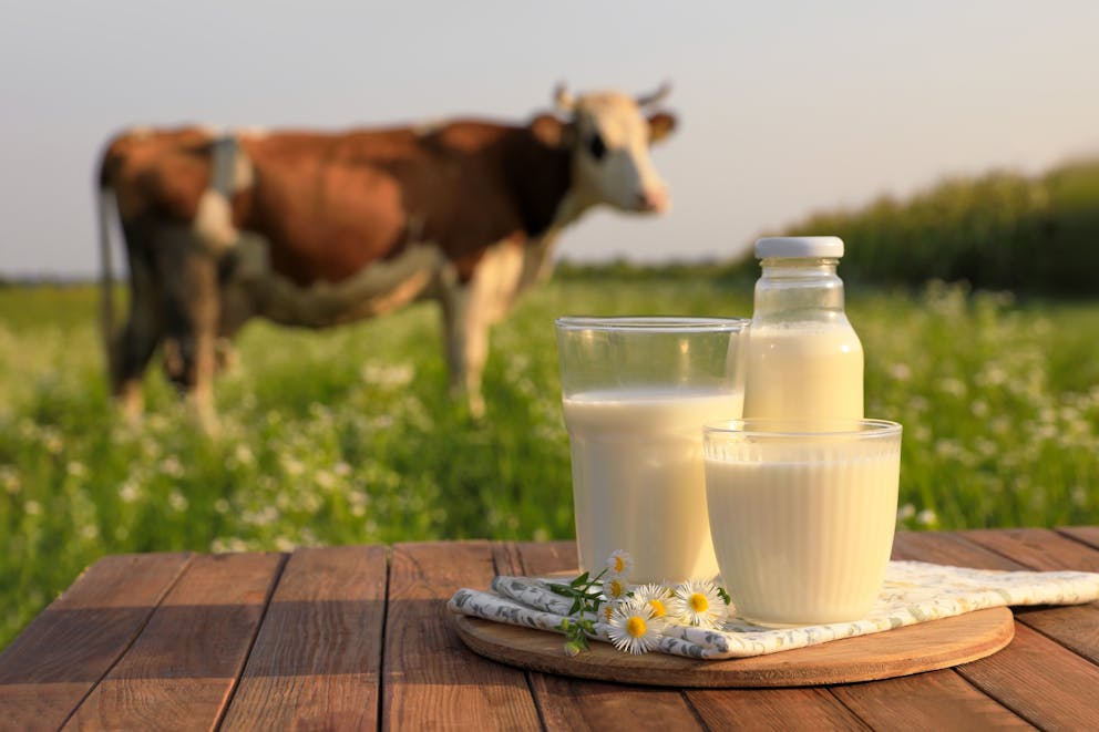 Milk with a cow in the background