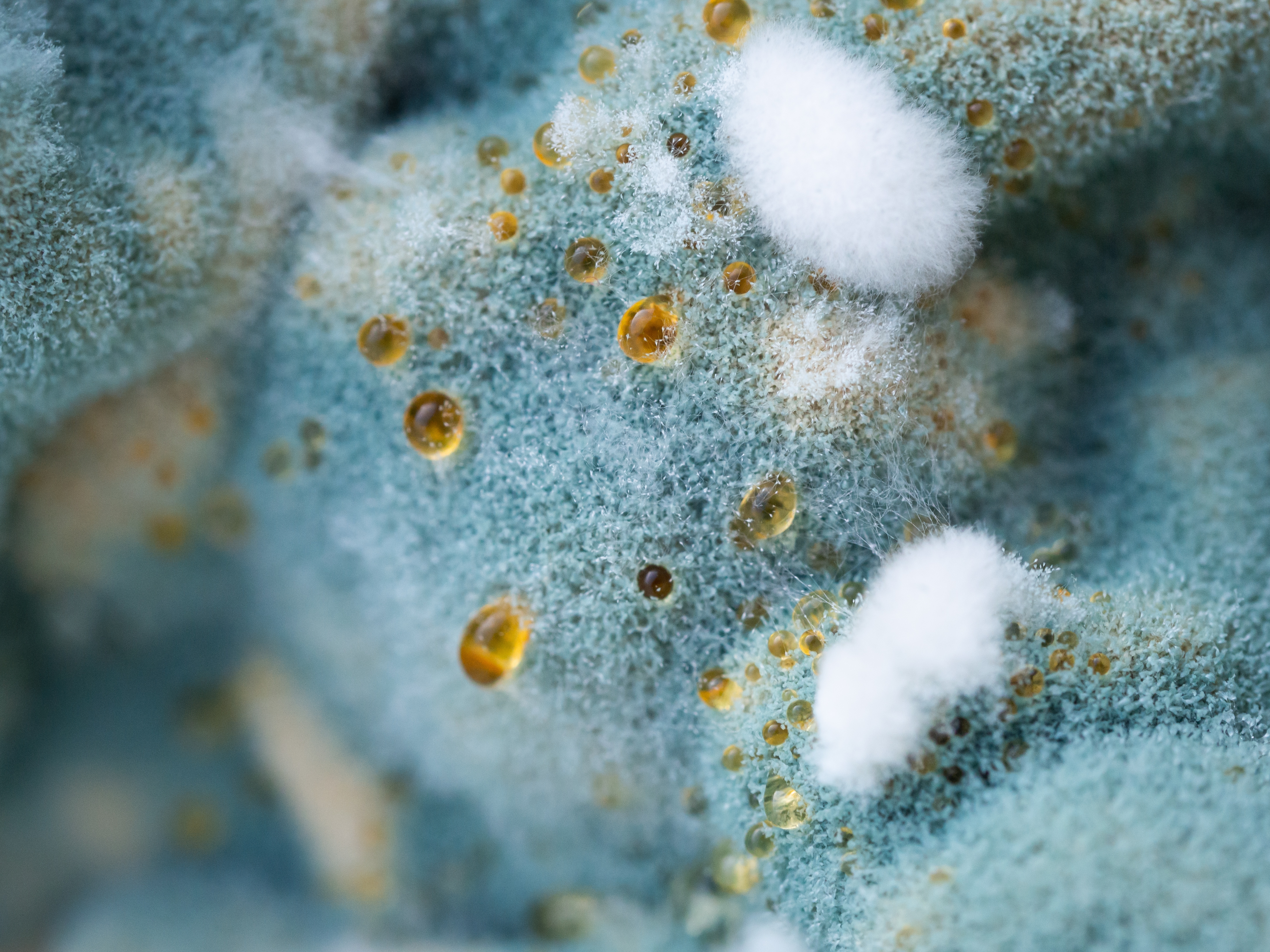 10 Warning Signs Of Mold Toxicity | Dr. Berg