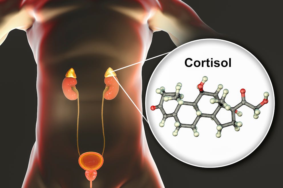 Cortisol illustration