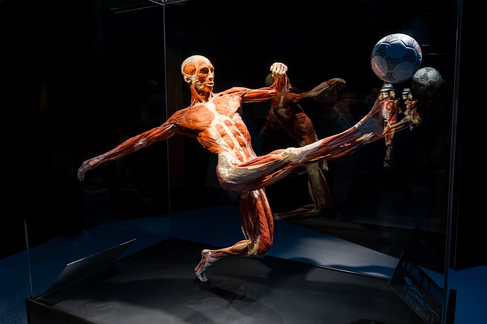 human anatomical model exposing fascia