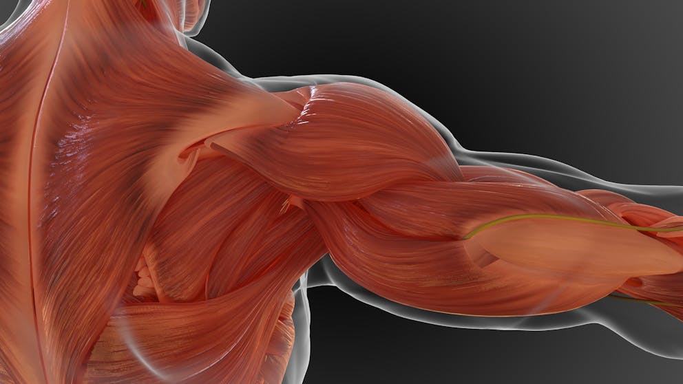 Muscular system illustration