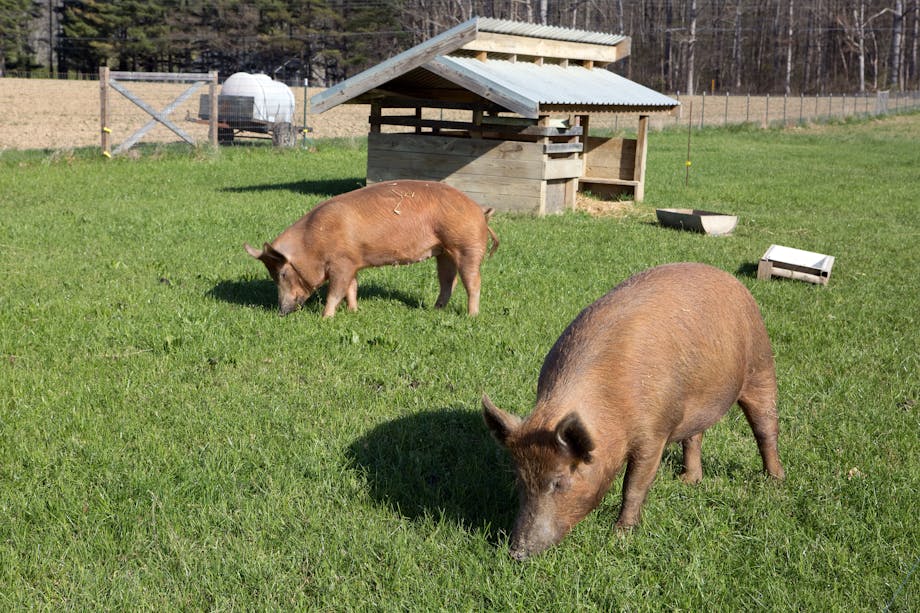 Pasture-raised pigs