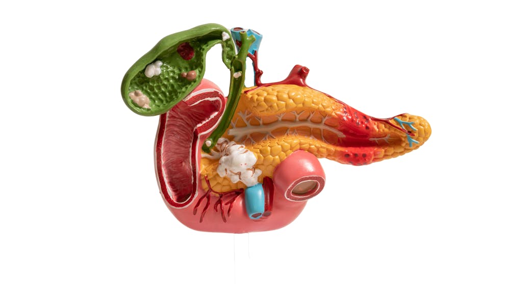 Gallbladder and pancreas model