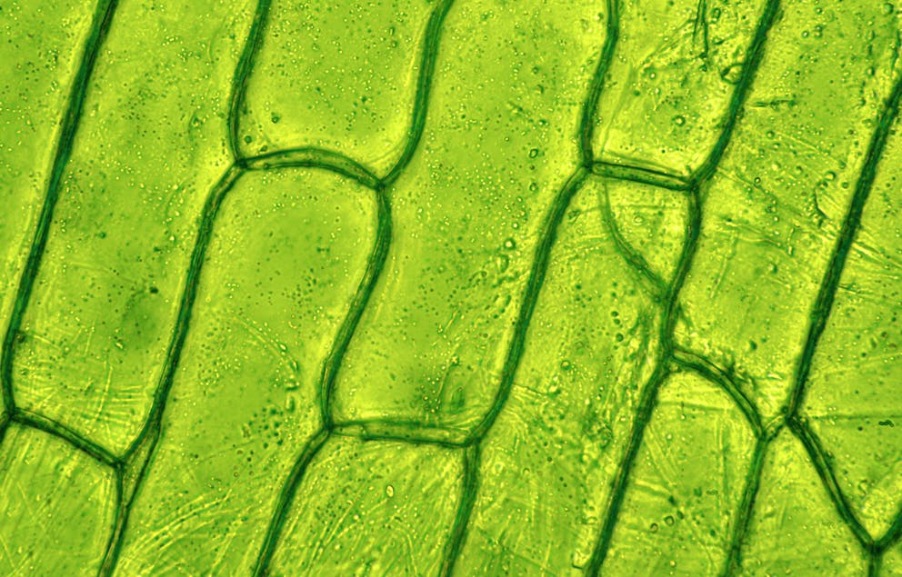 Close-up of plant membrane