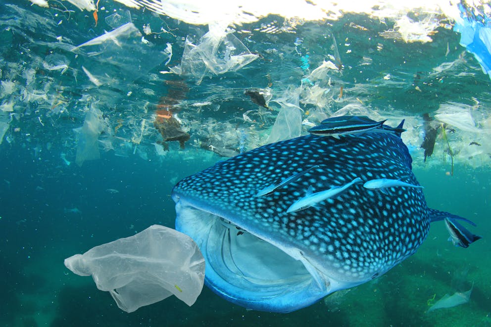 Large marine life eating plastic