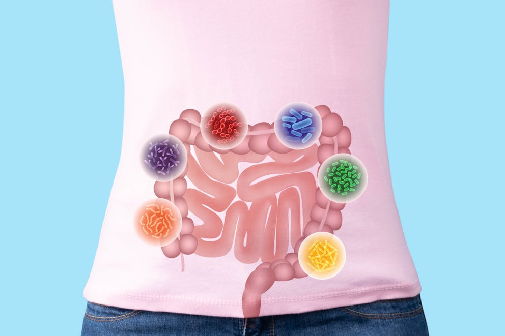 Gut microbe illustration