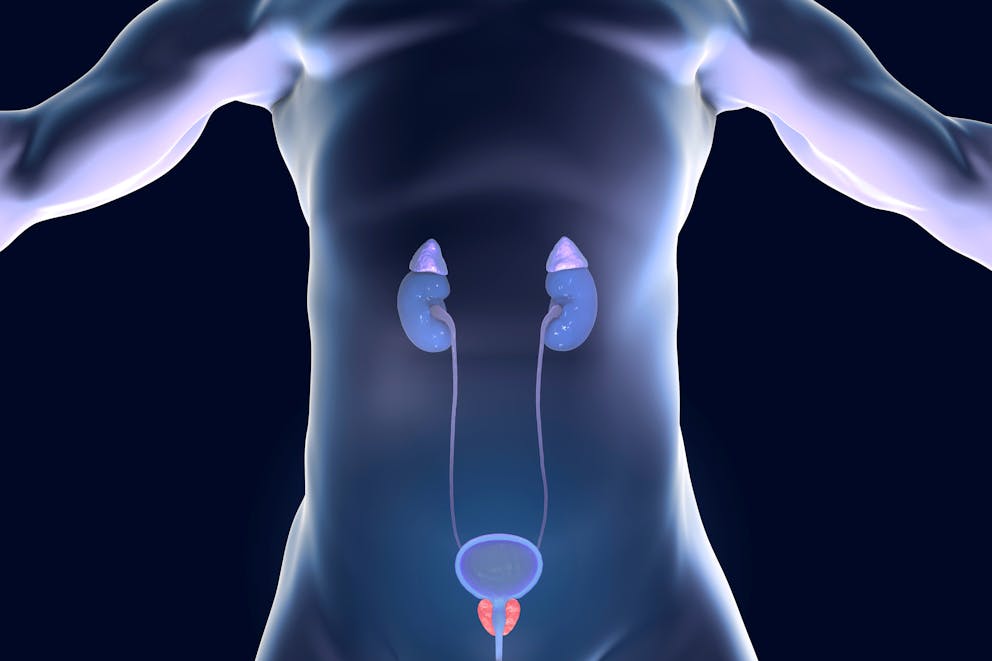 Human prostate gland illustration