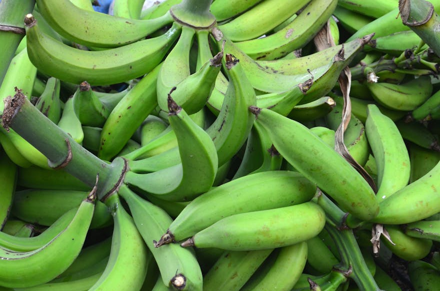 Are Green Bananas or Plantains KetoFriendly? Dr. Berg