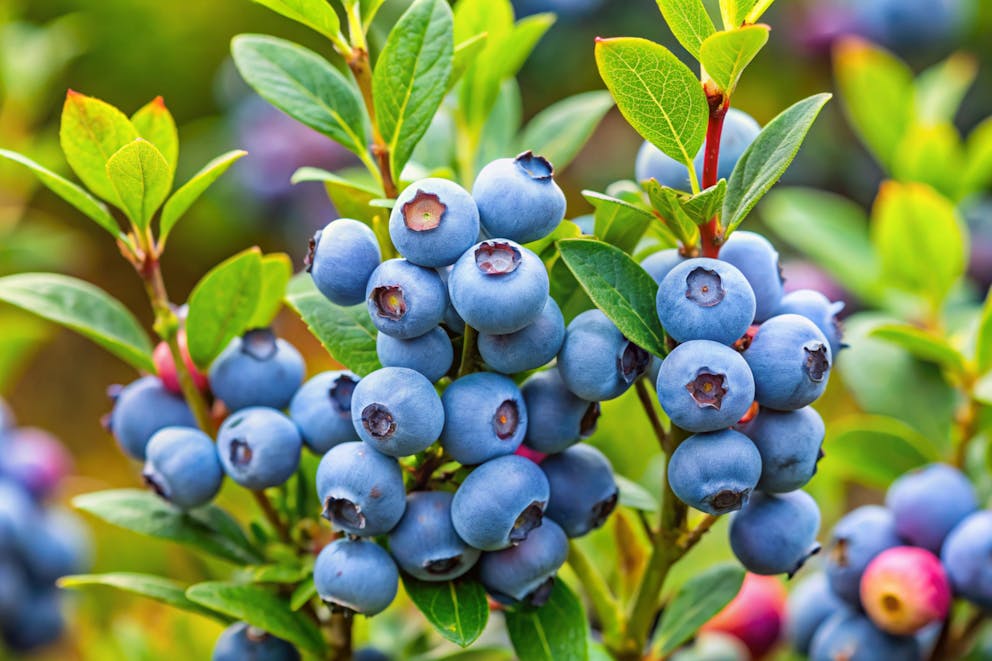 Blueberry bush