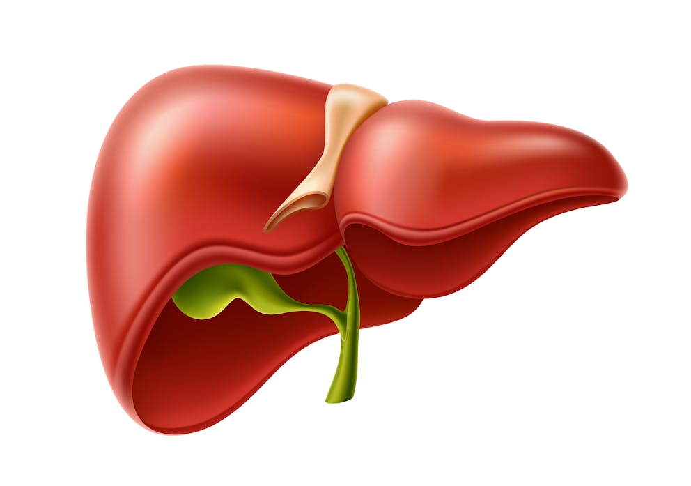 Liver and gallbladder illustration