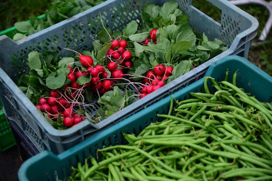 Fresh radishes and green beans