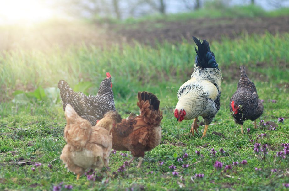 Chickens grazing on grass