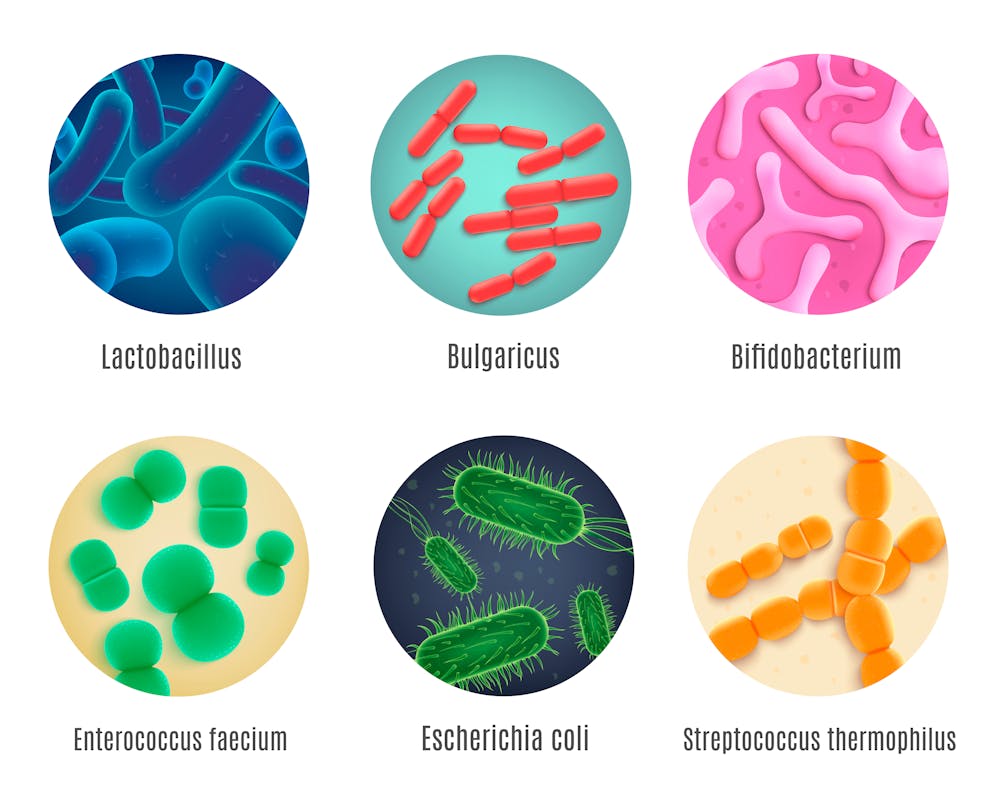 Different probiotic strains illustration