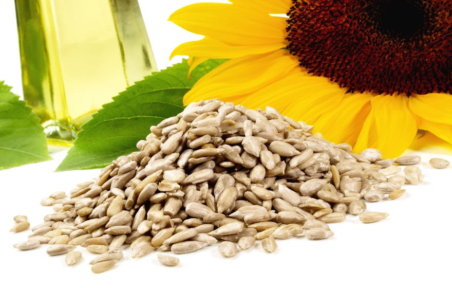 6 Amazing Health Benefits of Sunflower Lecithin Dr. Berg