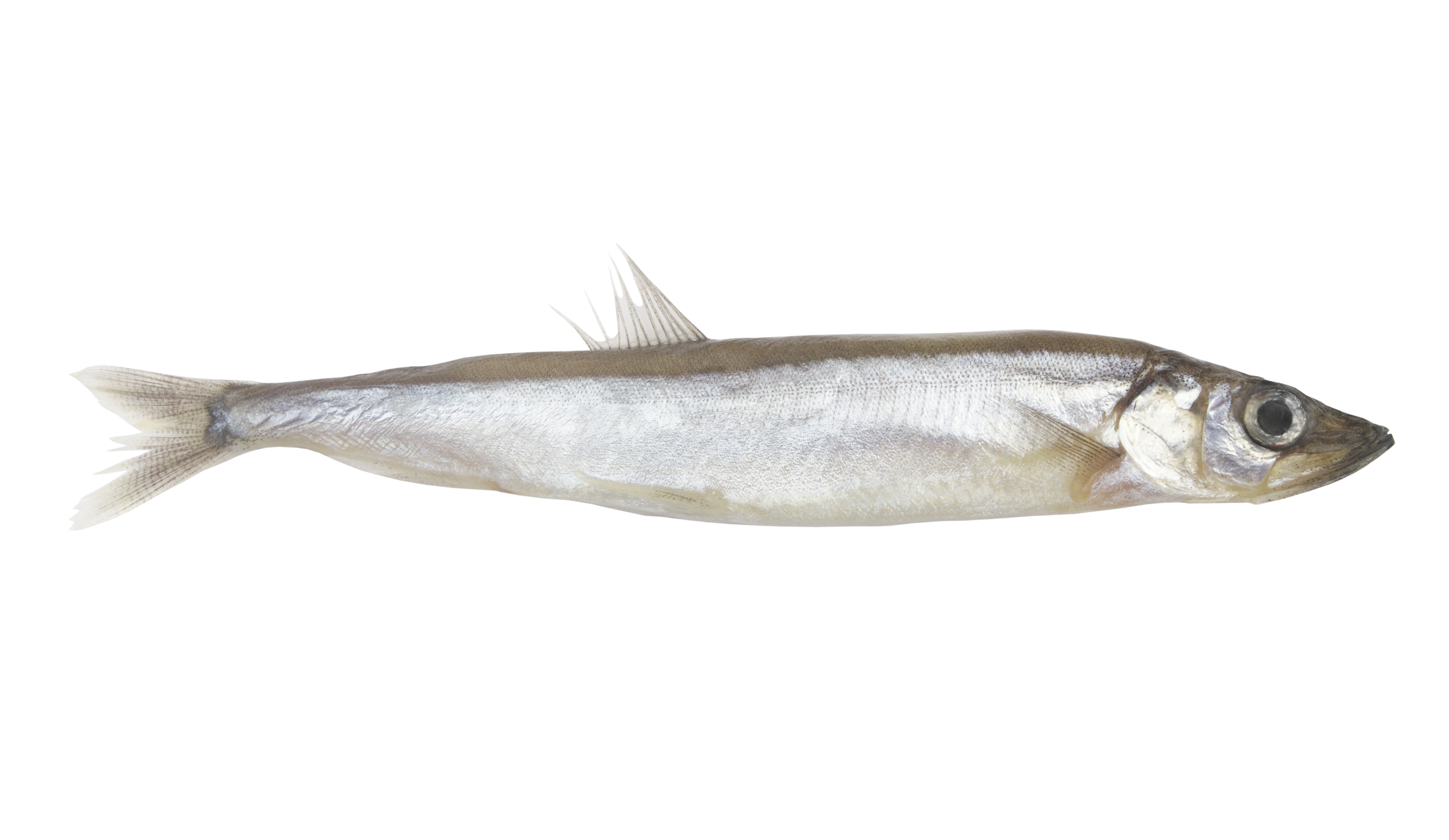 What Is Masago? Pros and Cons of Capelin Roe Dr. Berg
