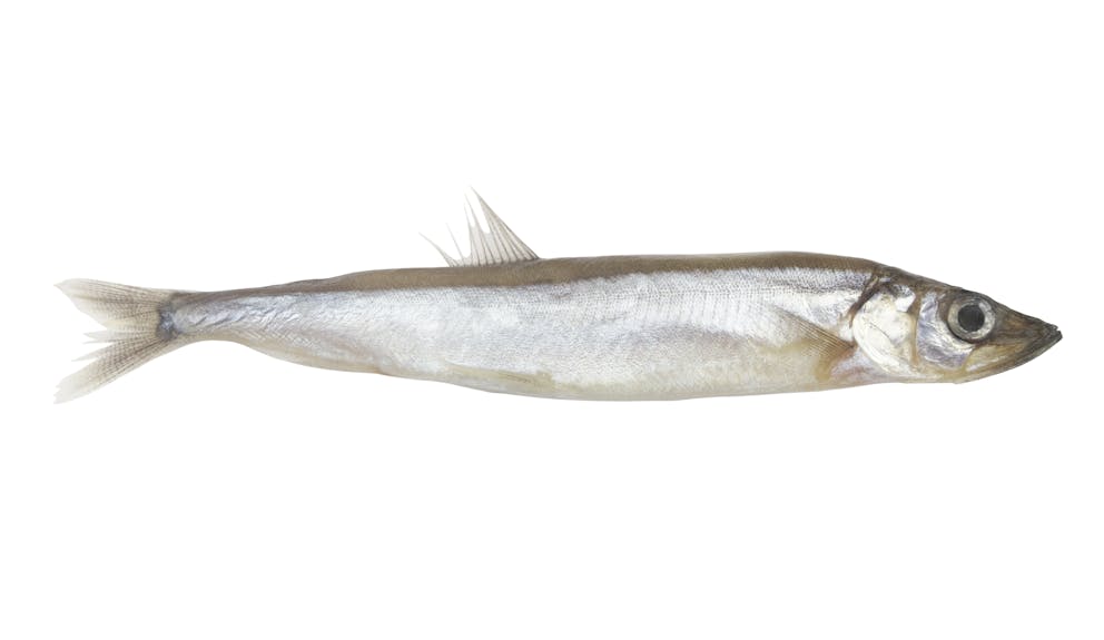 Capelin female fish