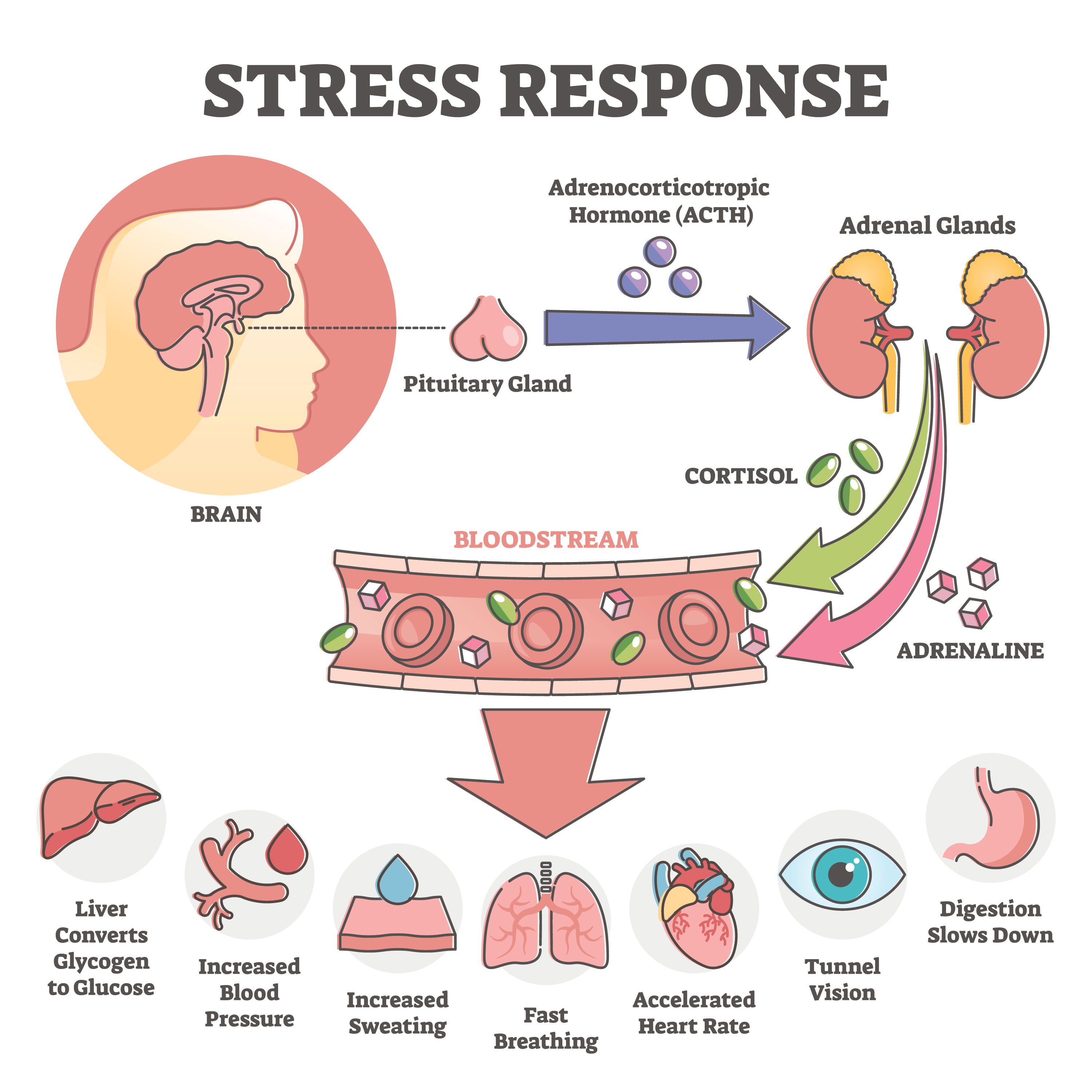 Exercise for adrenal online body type