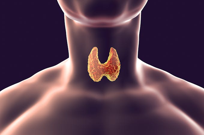 Thyroid body types