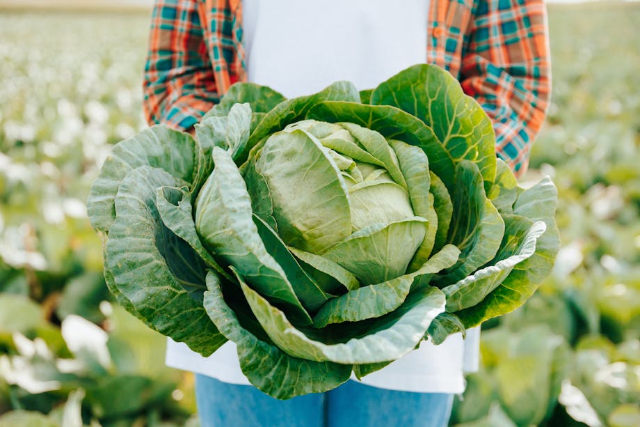 Freshly picked green cabbage