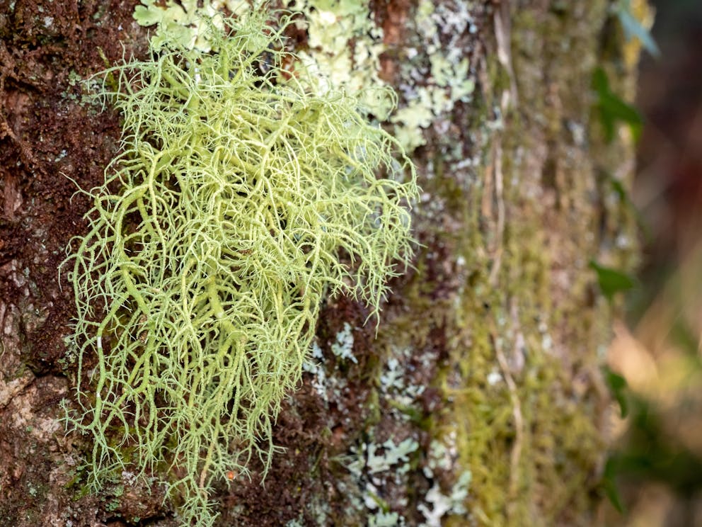 lichen species usnea barbata