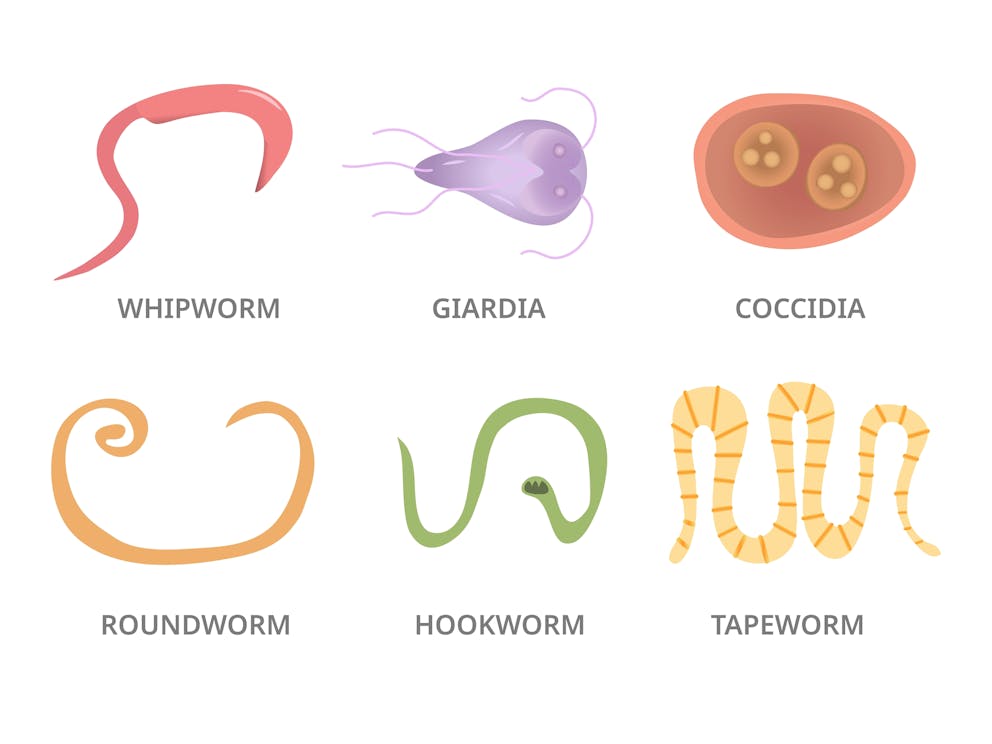 Illustration of different parasites