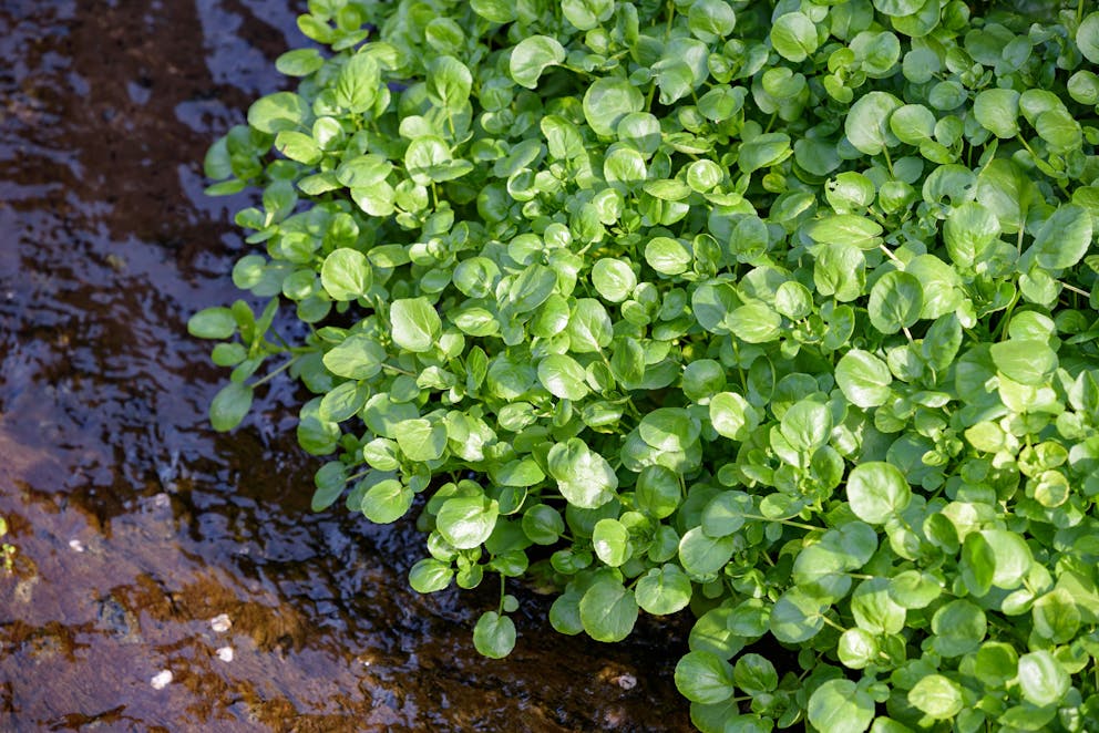 Watercress in the river