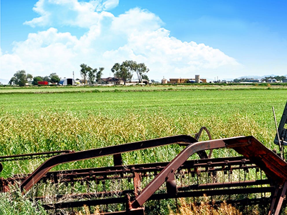 Wheatgrass farm