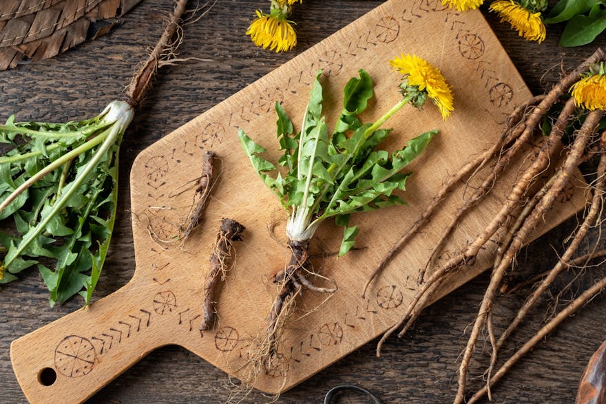 8 Incredible Dandelion Root Benefits Dr. Berg