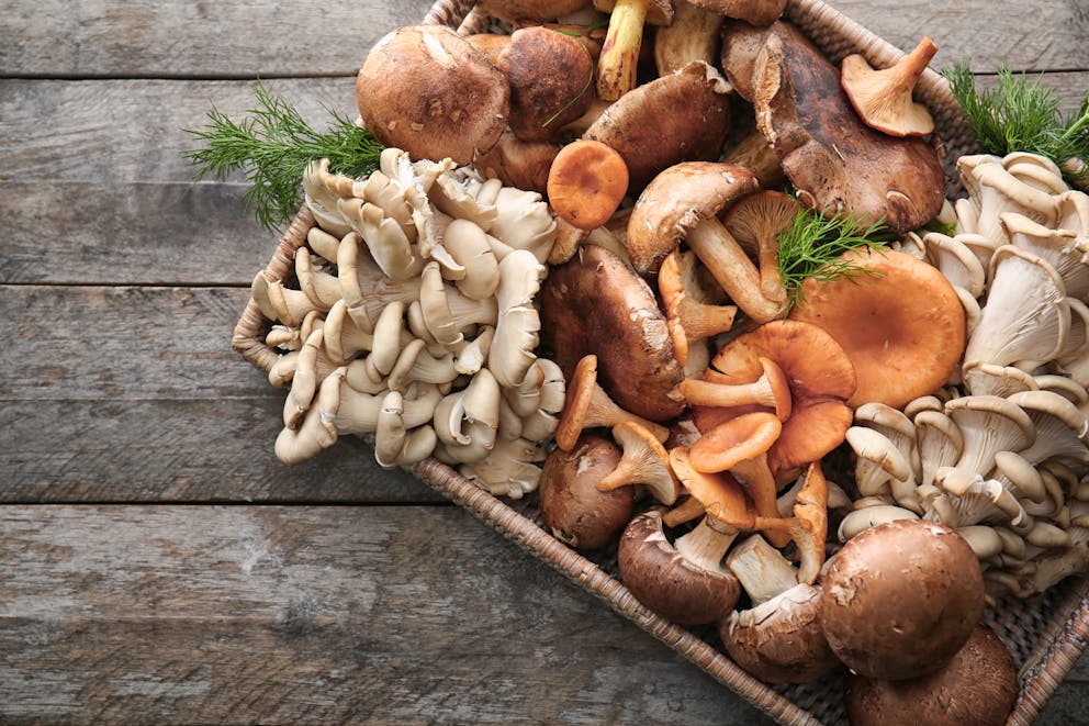 Variety of fresh mushrooms