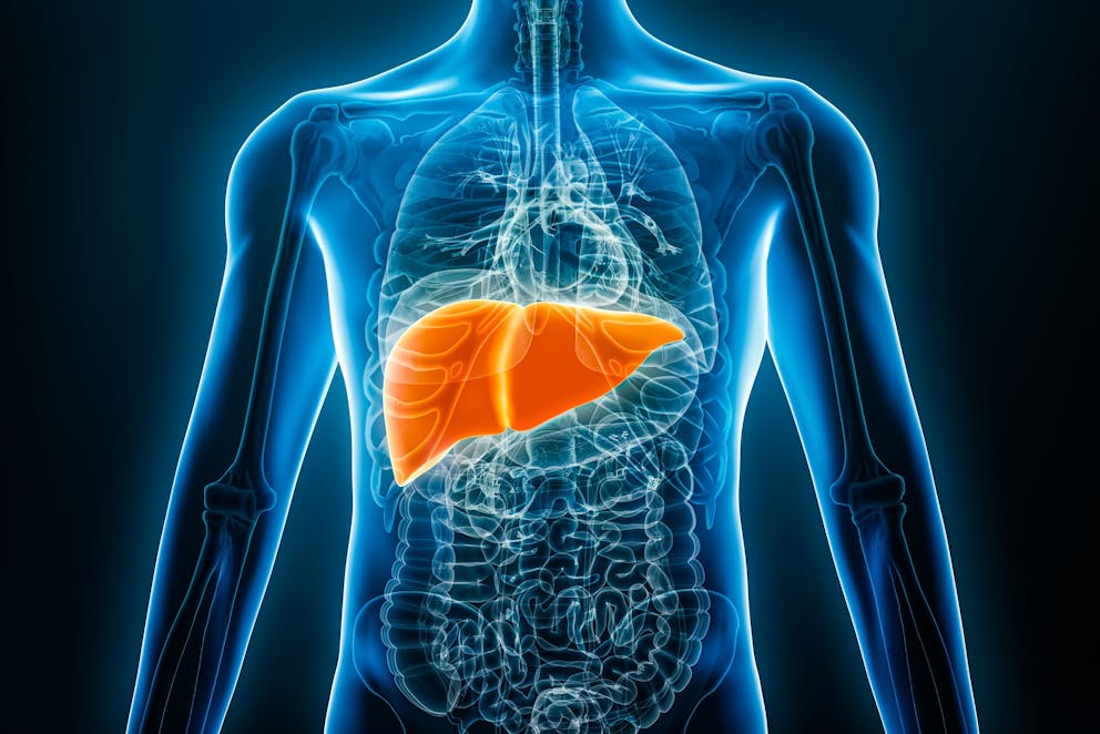 Human liver illustration