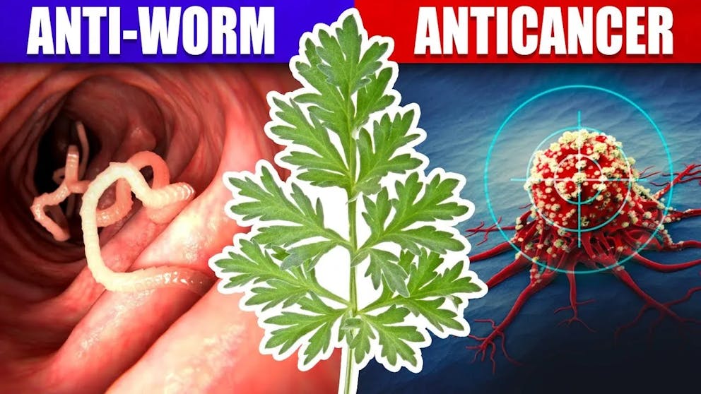 The Amazing Properties of Wormwood